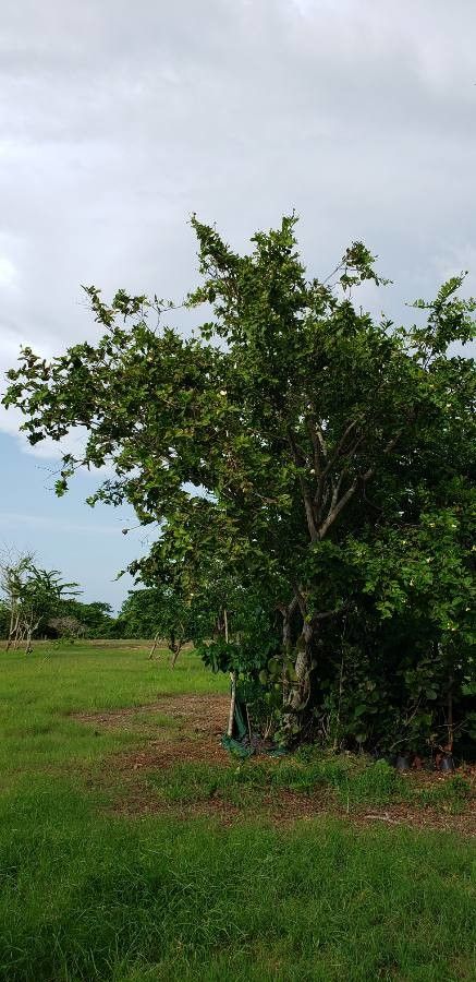 Lecythis minor — houseplant care guide