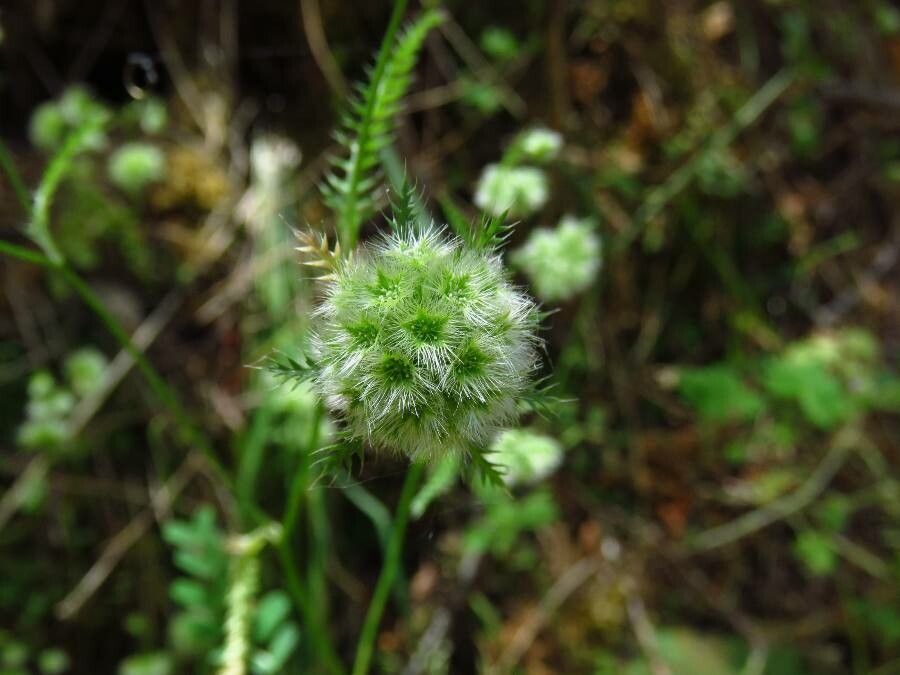 Lagoecia cuminoides flower