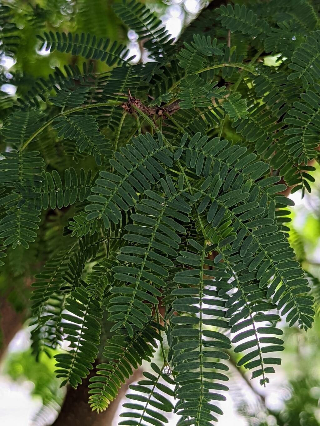 Vachellia farnesiana leaf