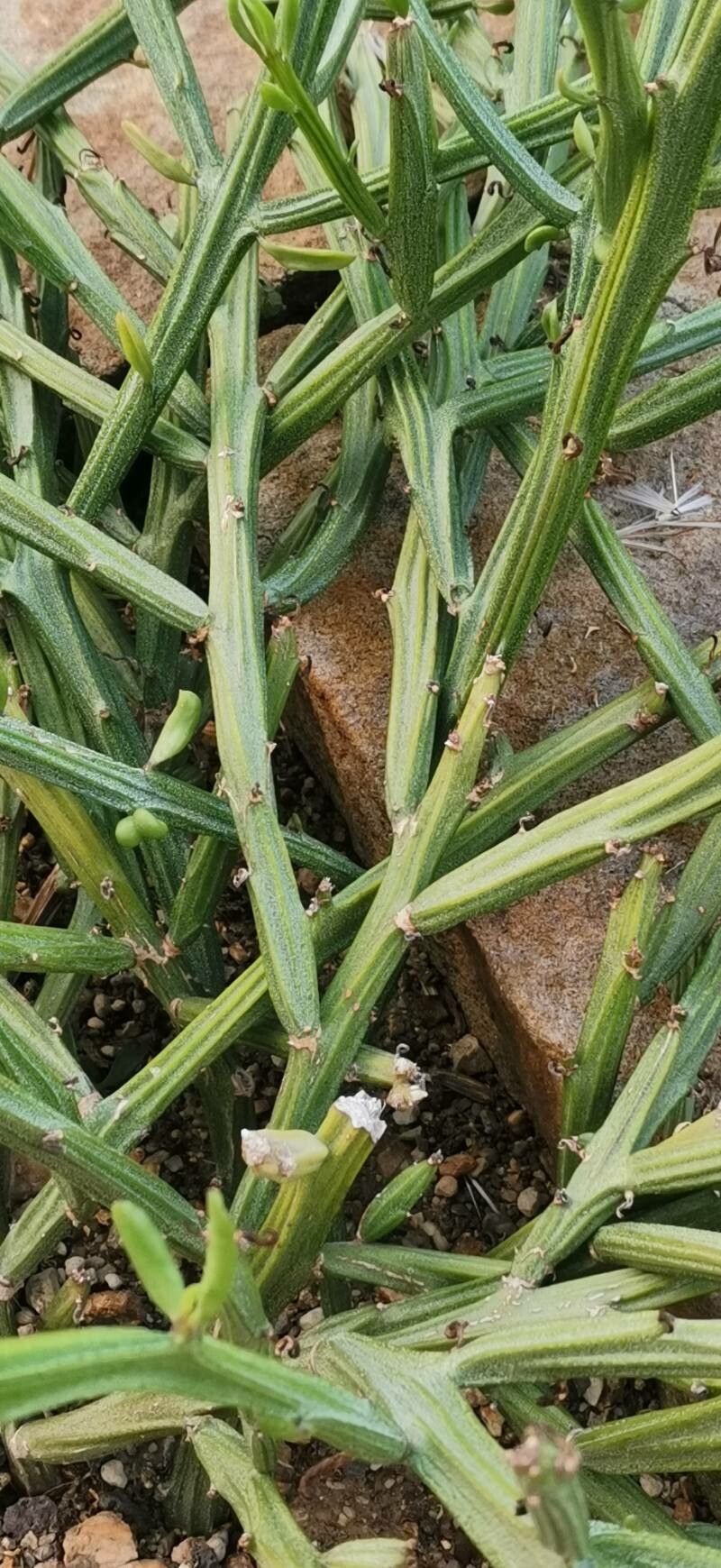 Kleinia madagascariensis bark