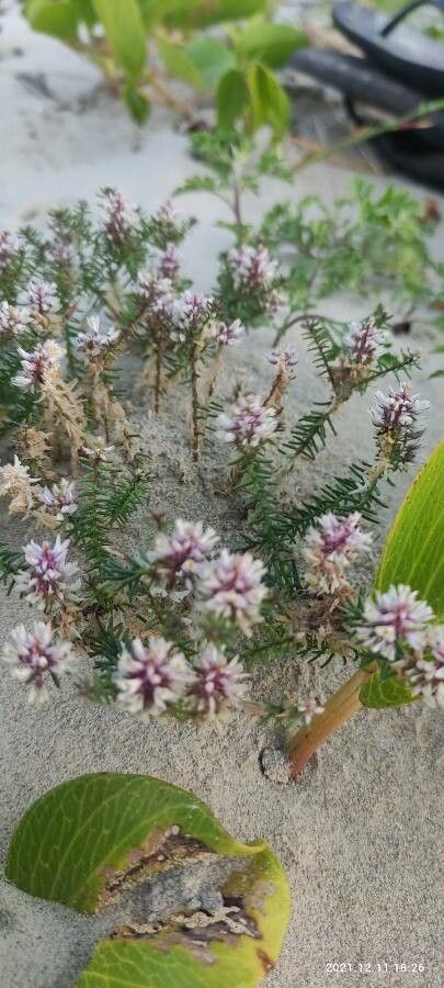Polygala cyparissias habit
