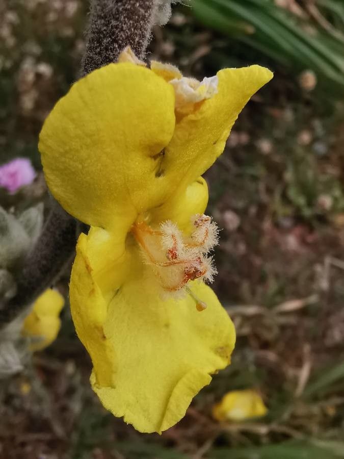 Verbascum undulatum flower