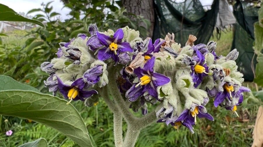 Solanum vespertilio flower