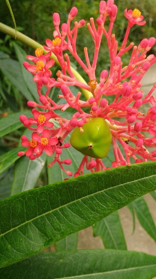 Jatropha multifida fruit