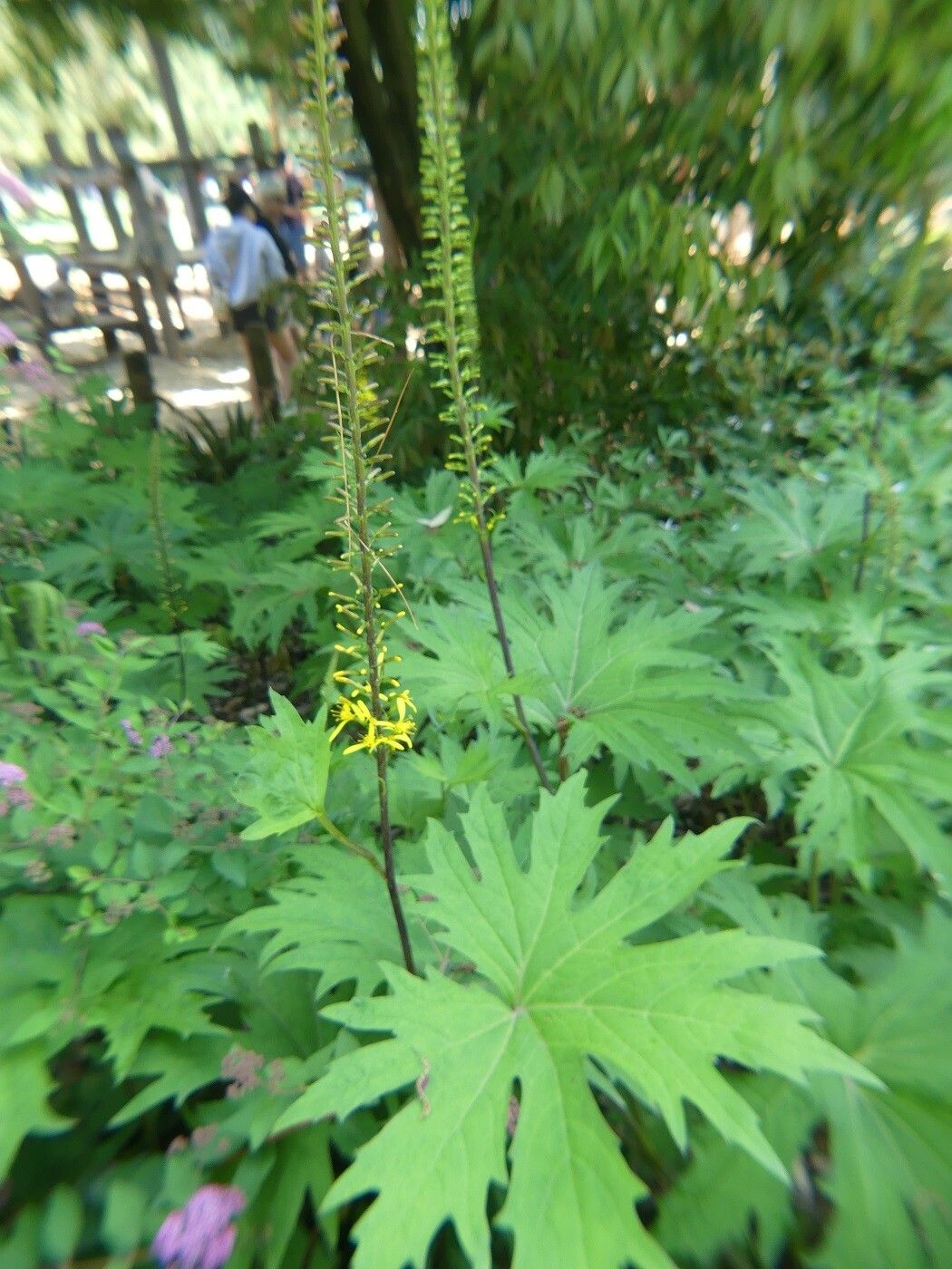 Ligularia przewalskii habit