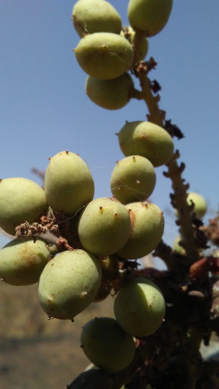 Lannea acida fruit