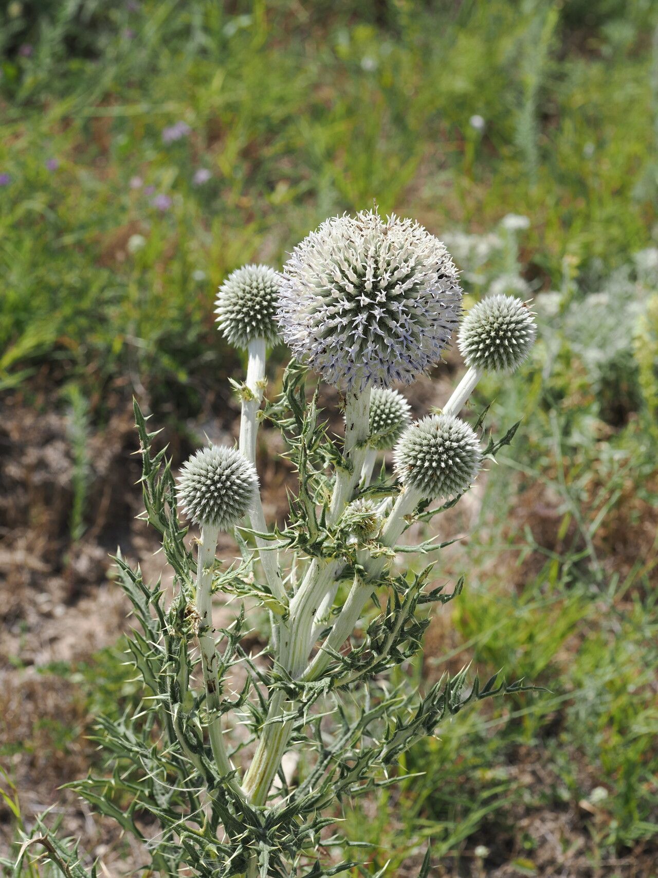 Echinops transcaucasicus habit