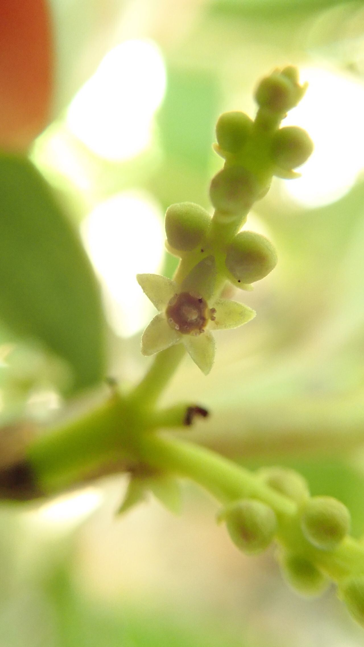 Elaphanthera baumannii — search result for 'Santalaceae'