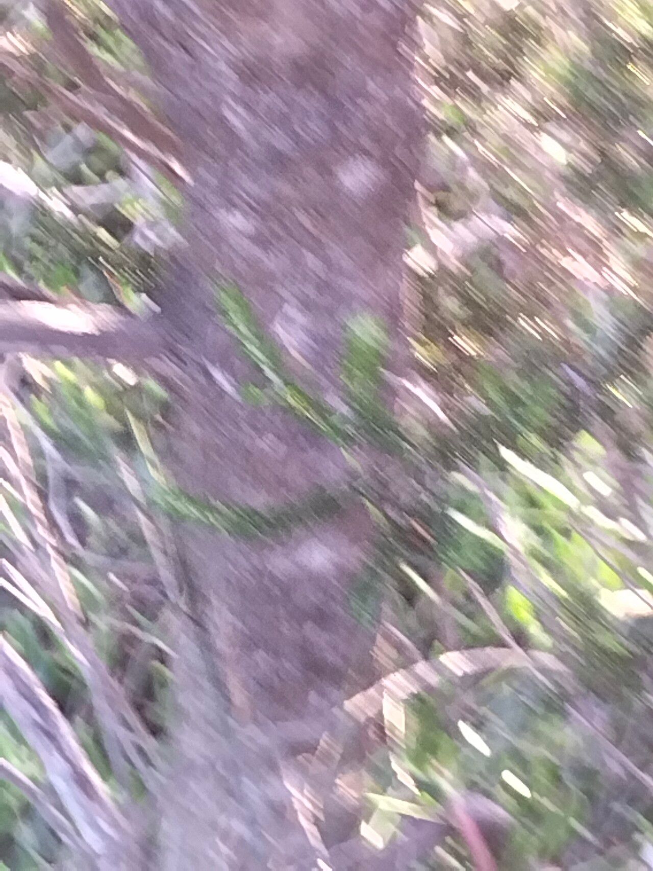 Metalasia muricata bark