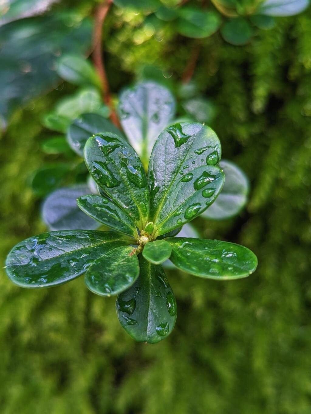 Rhododendron emarginatum — houseplant care guide