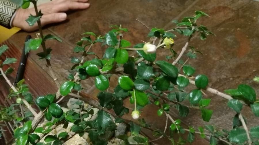 Randia aculeata — search result for 'Bahamas'