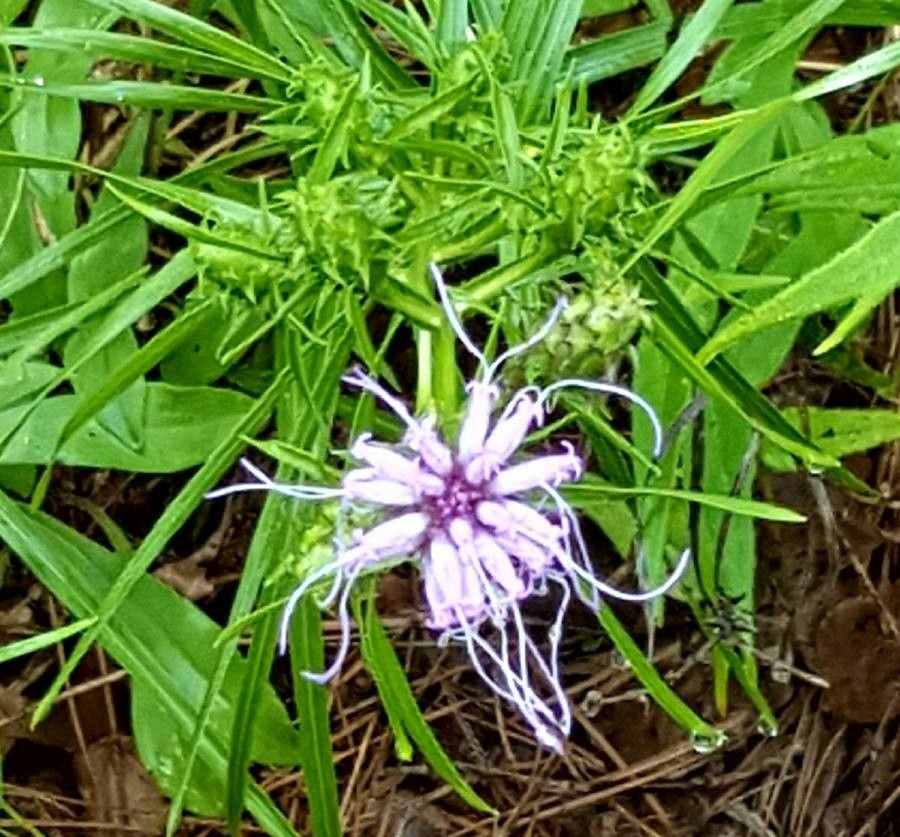 Liatris squarrosa flower