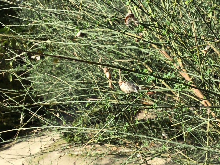 Cytisus striatus fruit