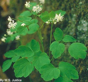 Thalictrum clavatum habit