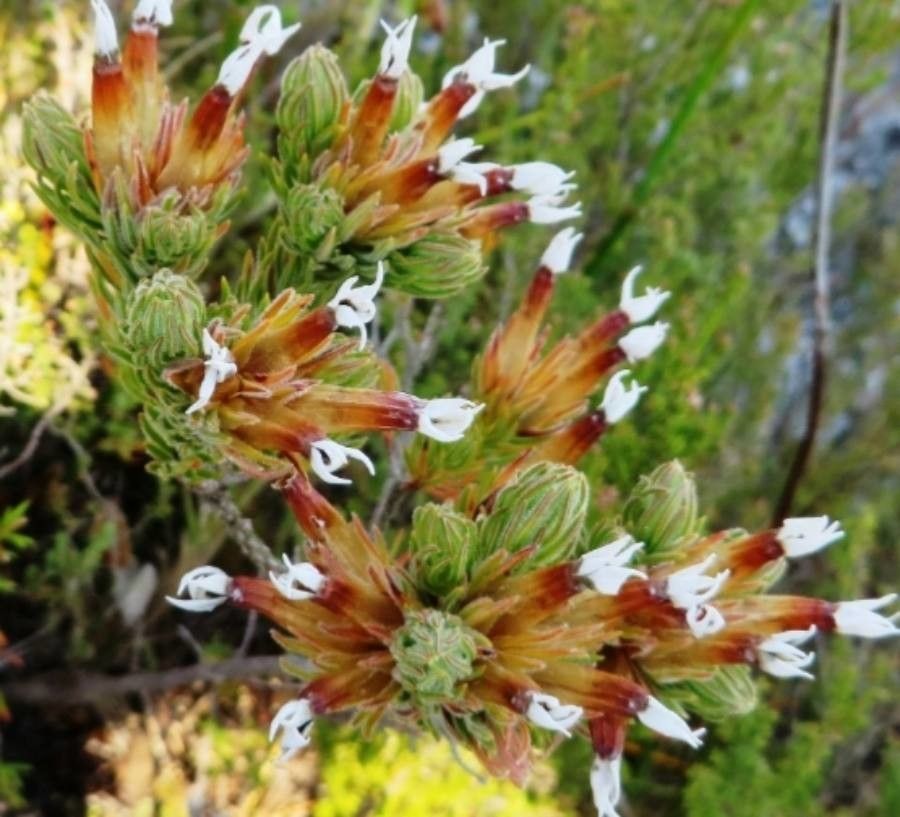 Erica vallis-gratiae — search result for 'Erica'