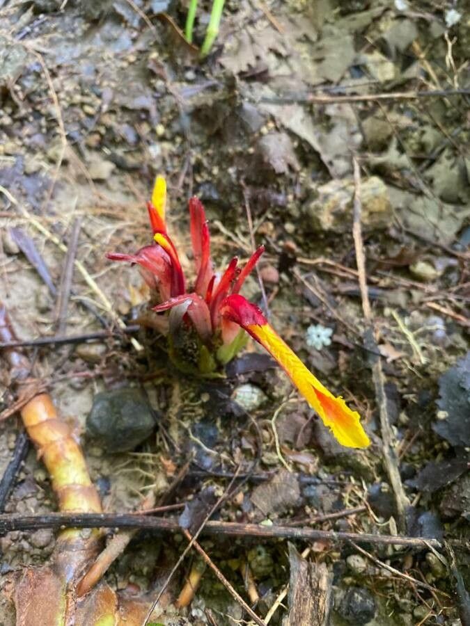 Etlingera linguiformis flower