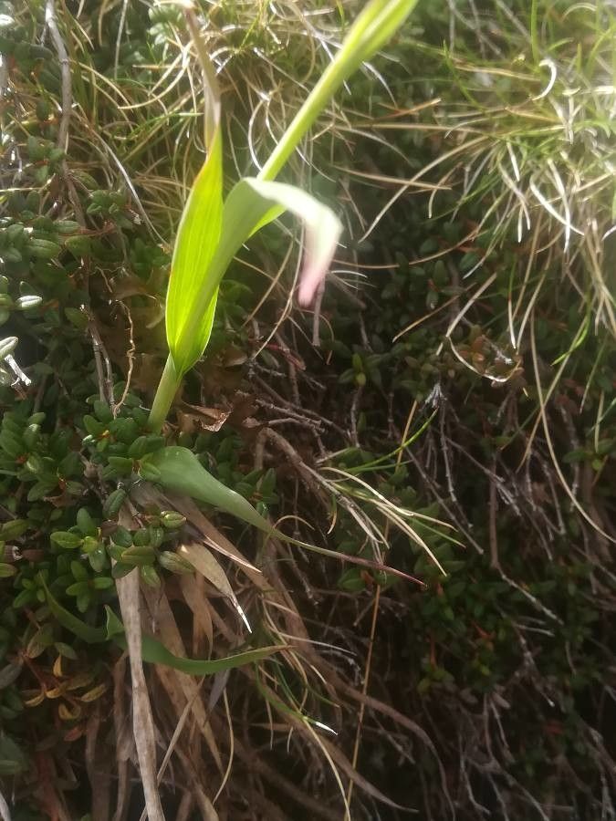 Bupleurum ranunculoides — search result for 'Bupleurum'