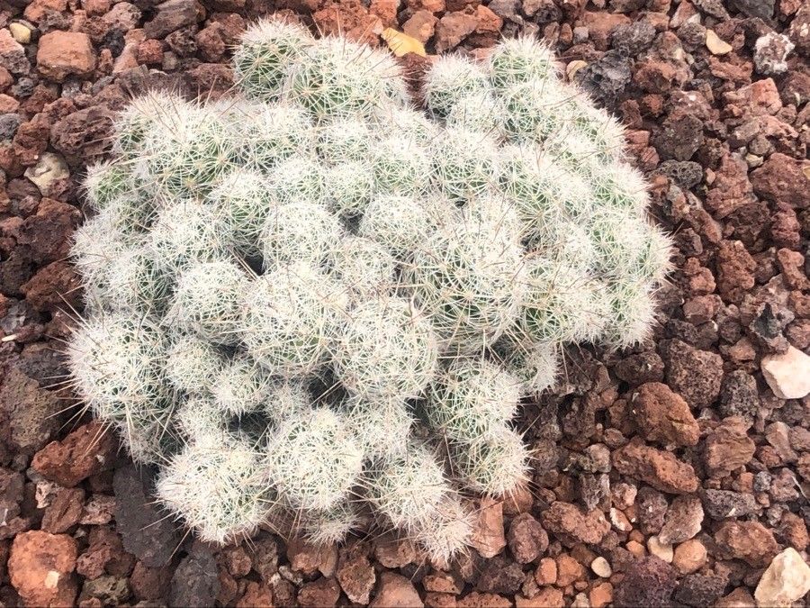 Mammillaria decipiens — search result for 'Mammillaria'