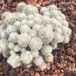 Mammillaria decipiens