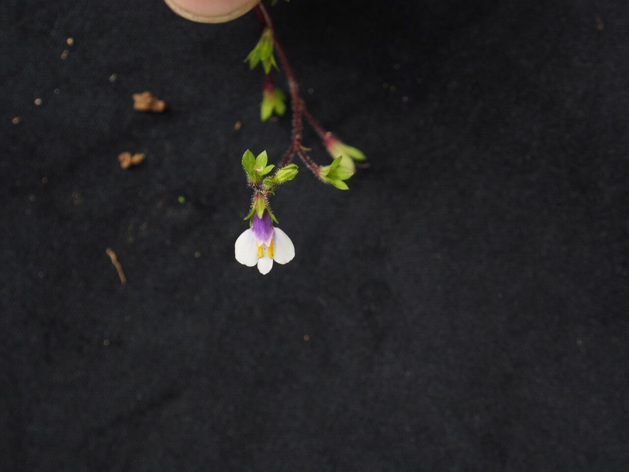 Mazus dentatus other
