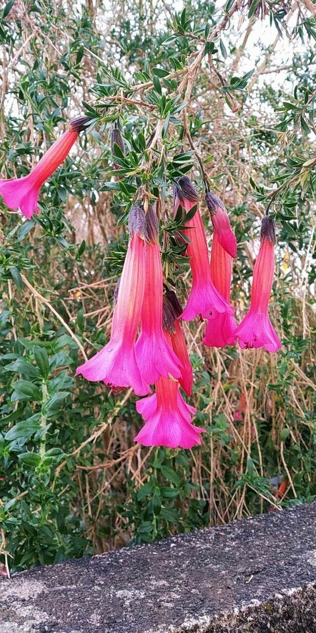 Cantua buxifolia flower