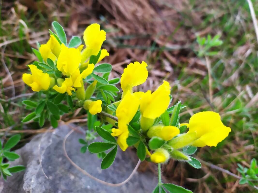 Chamaecytisus supinus flower