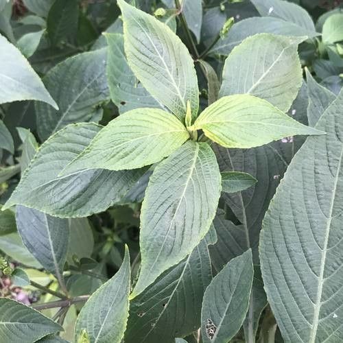 Eranthemum pulchellum leaf