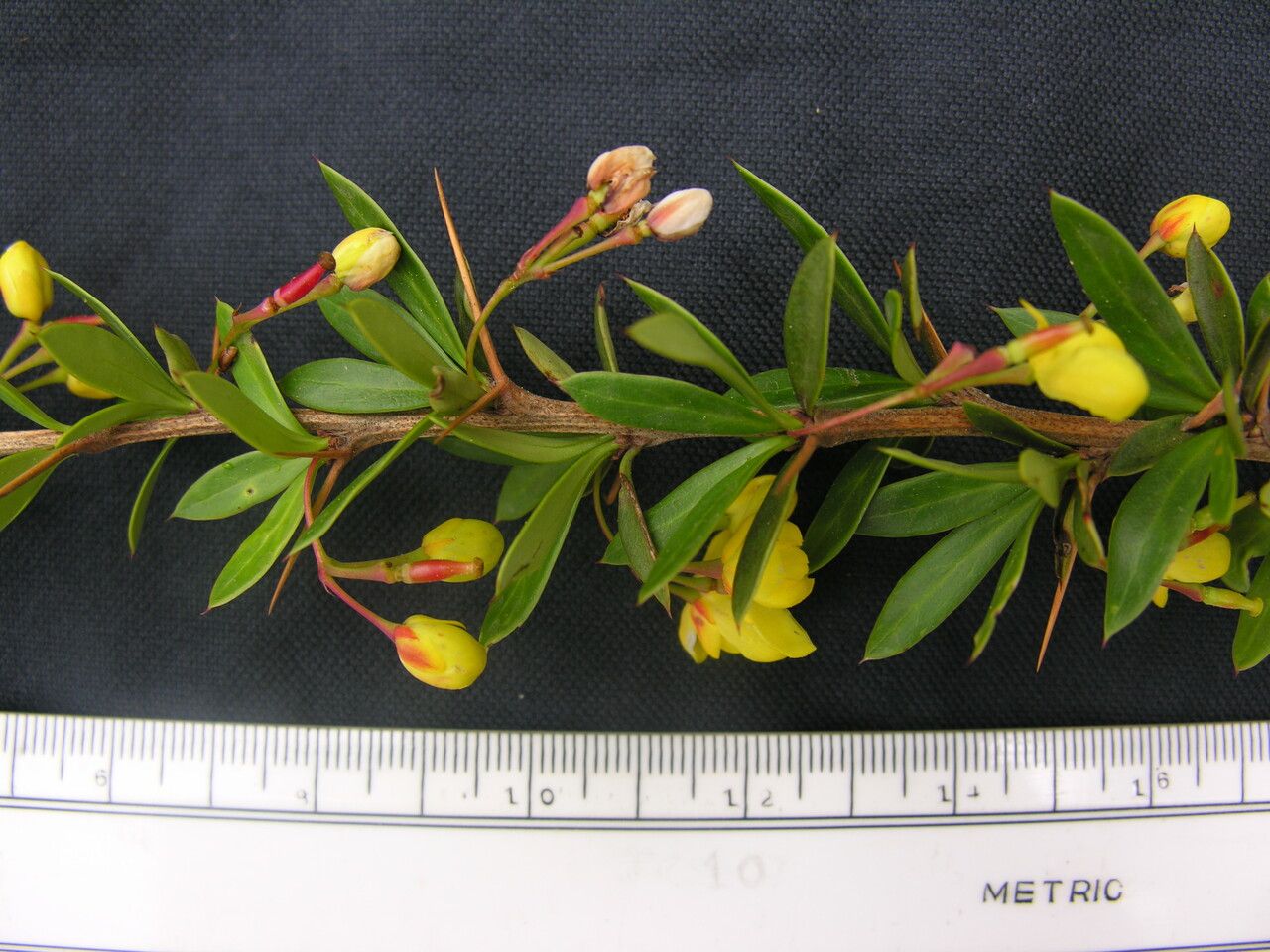 Berberis jaeschkeana other