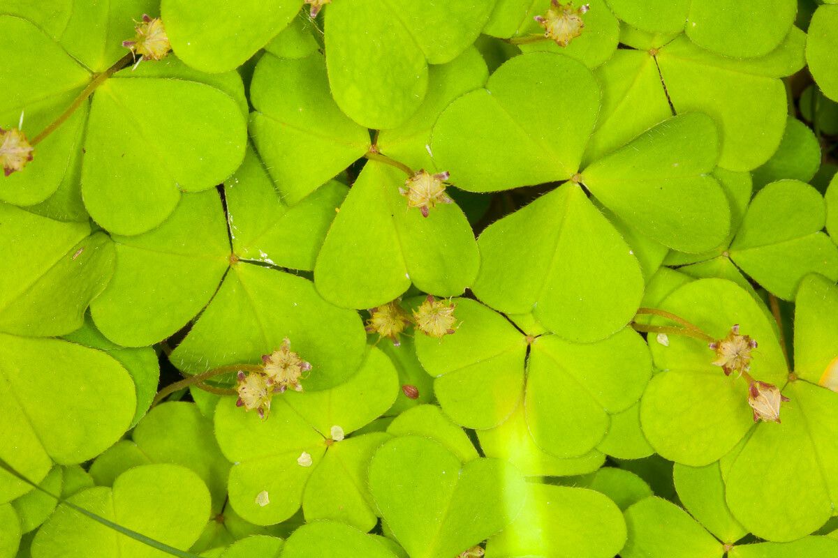 Oxalis acetosella fruit