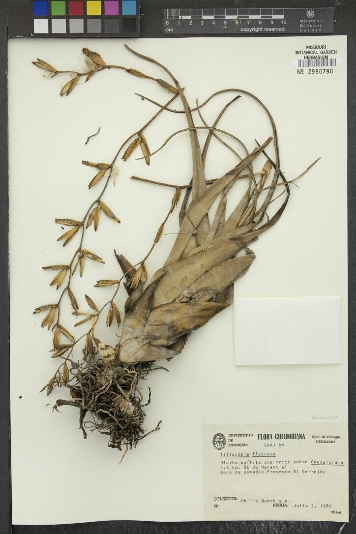 Phoradendron mucronatum other