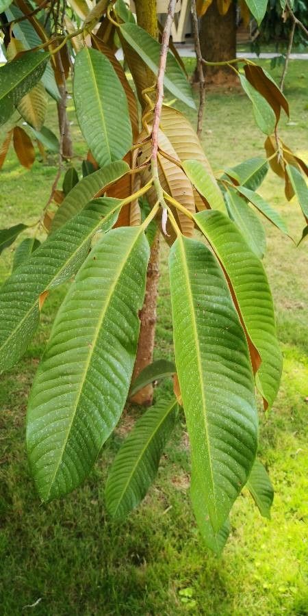 Myristica yunnanensis — search result for 'Myristicaceae'