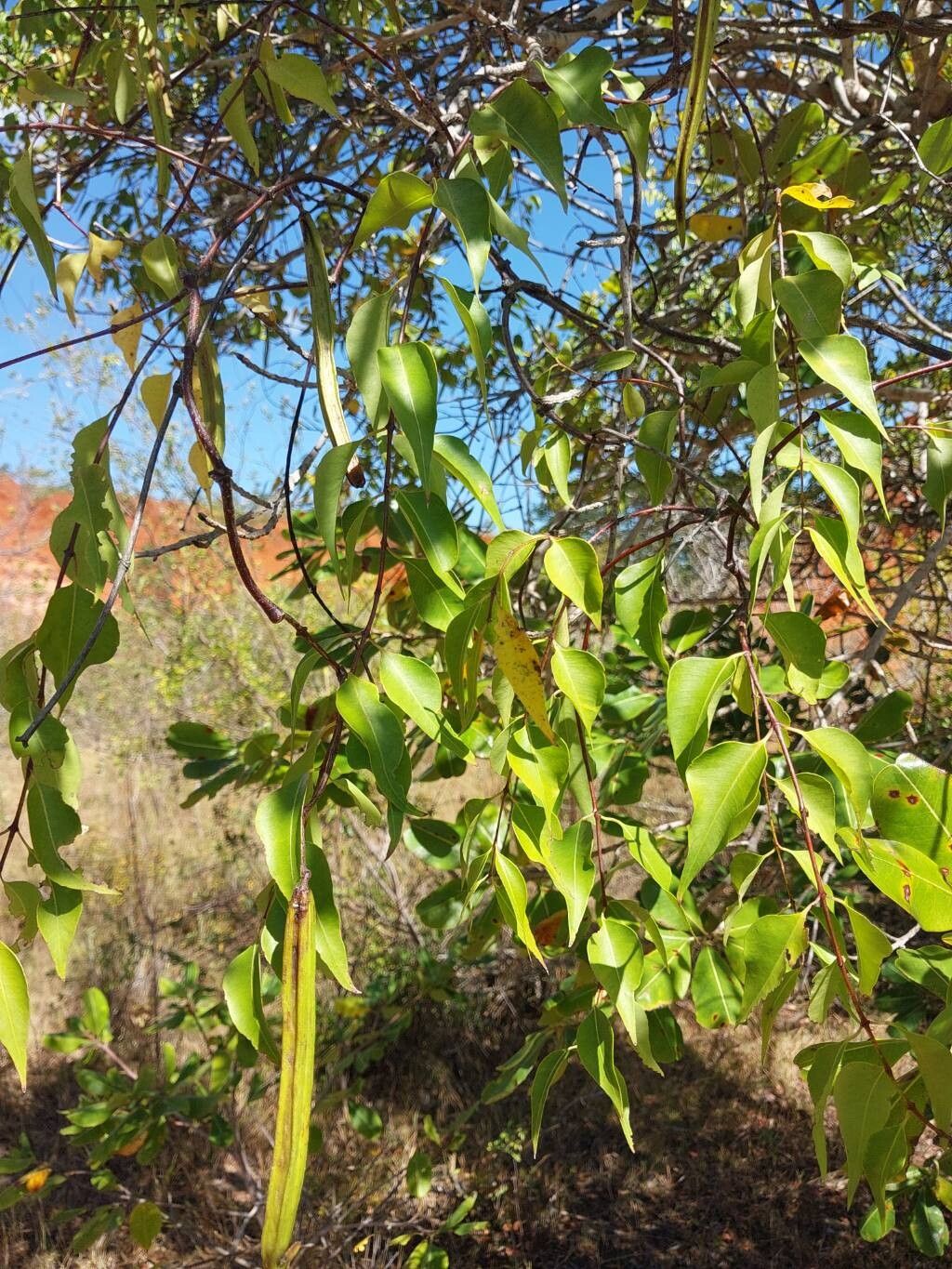 Stereospermum undatum other