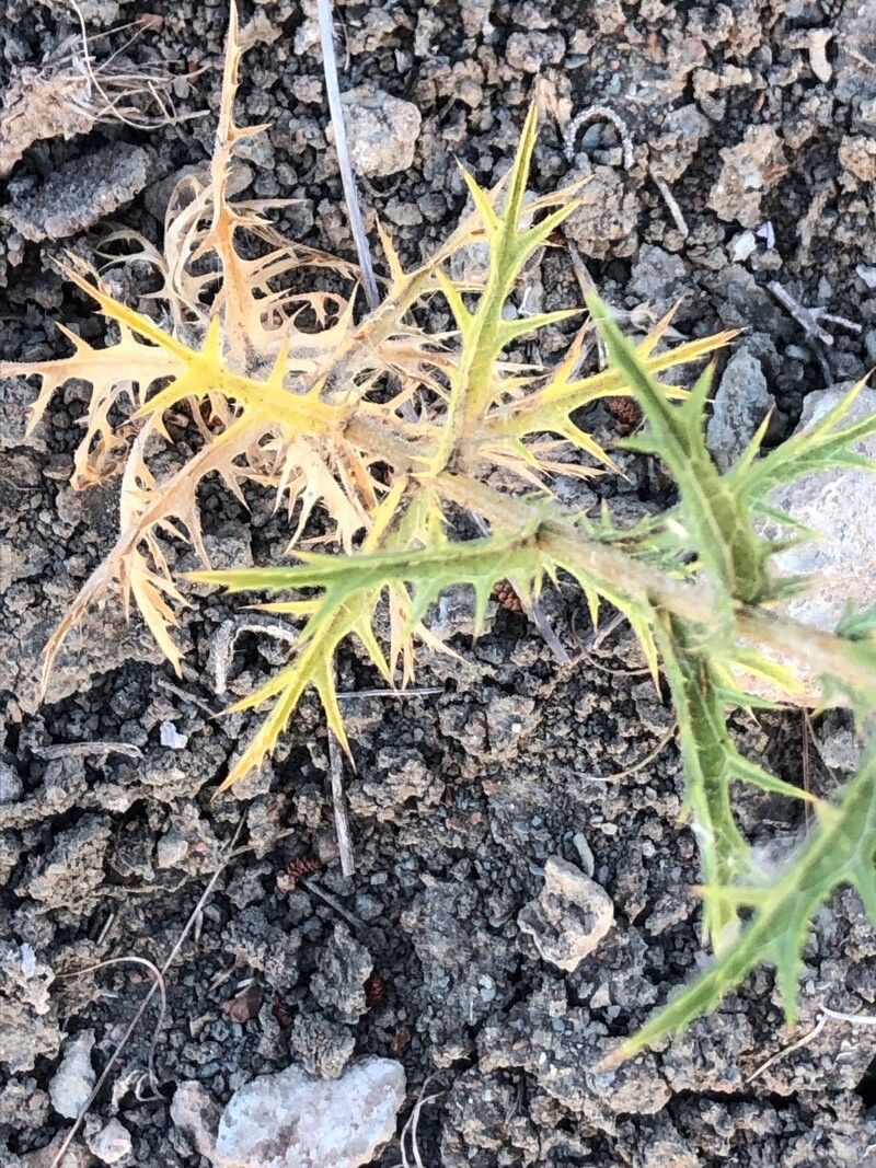 Carthamus lanatus — search result for 'Mediterranean Basin'