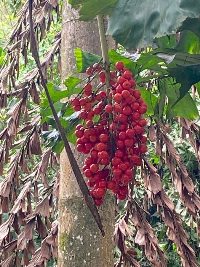 Aiphanes horrida fruit