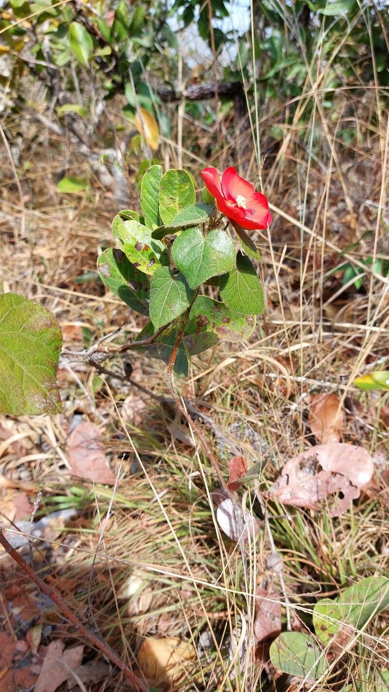 Pavonia rosa-campestris habit