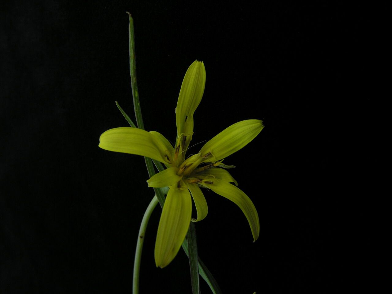 Tragopogon gracilis — search result for 'Tragopogon'