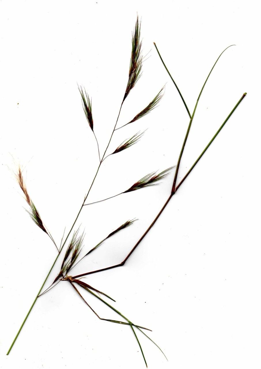 Aristida kenyensis other