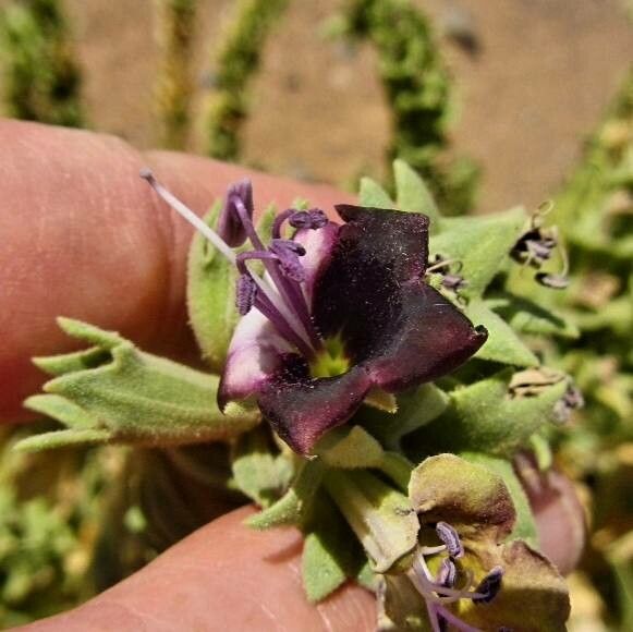 Hyoscyamus muticus flower