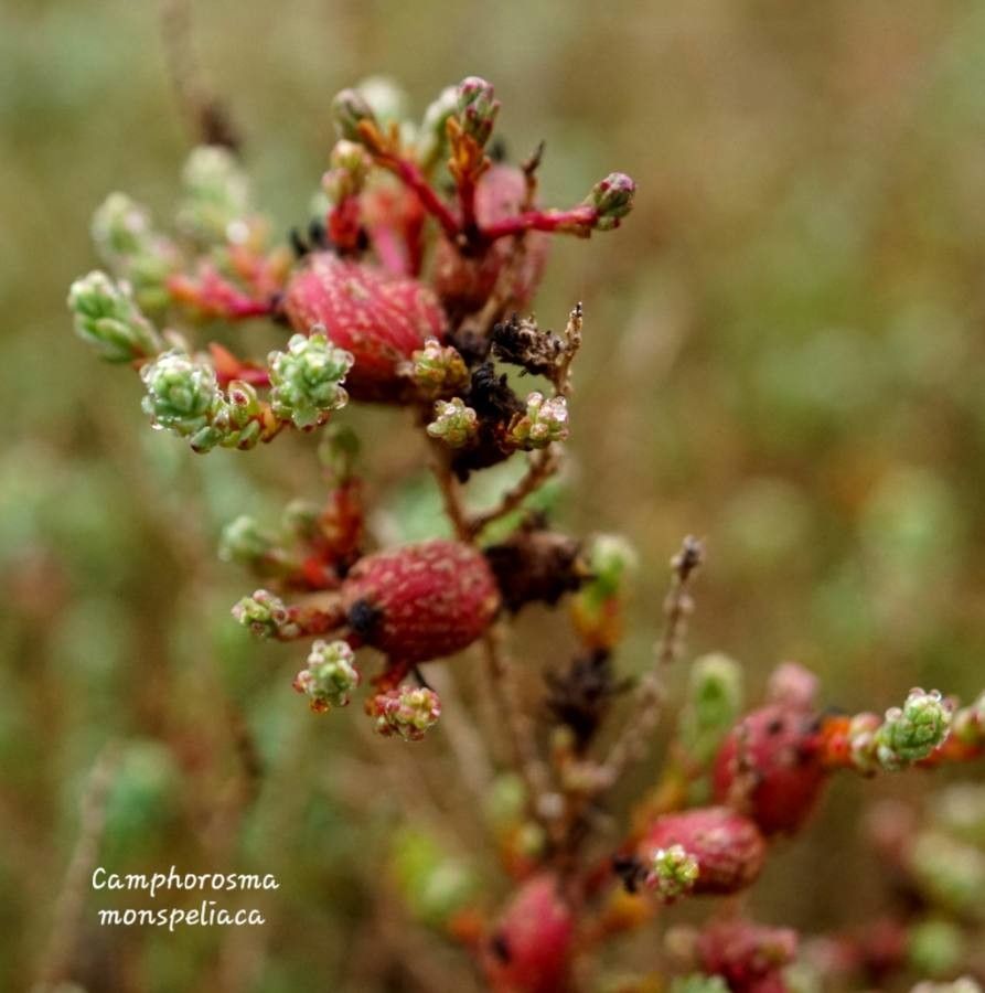Camphorosma monspeliaca fruit