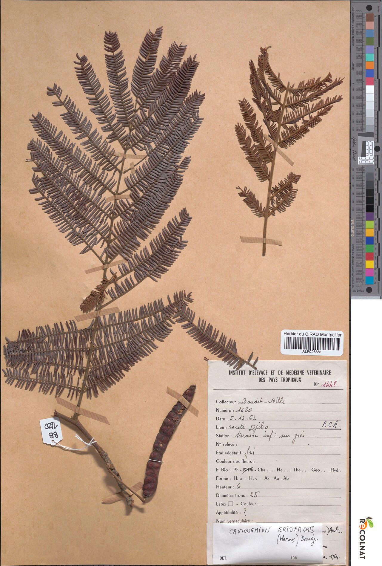 Albizia eriorhachis — houseplant care guide