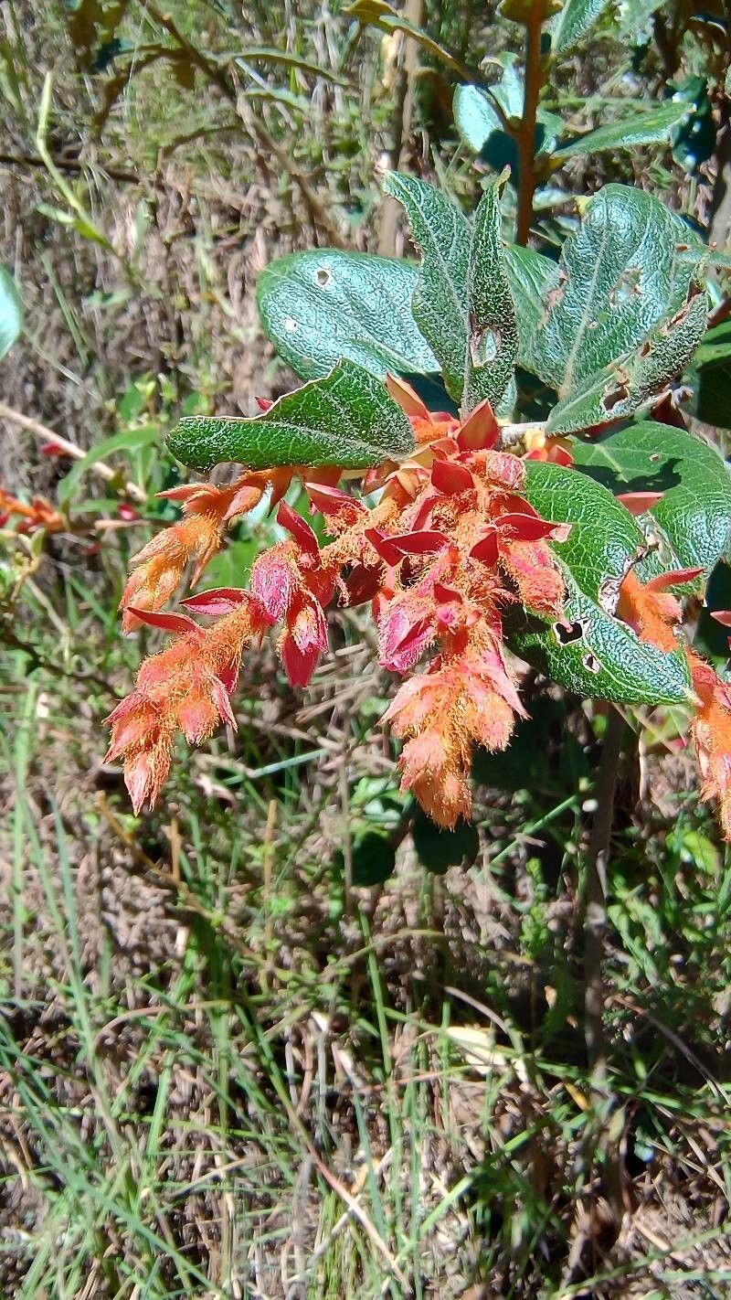 Gaultheria eriophylla flower