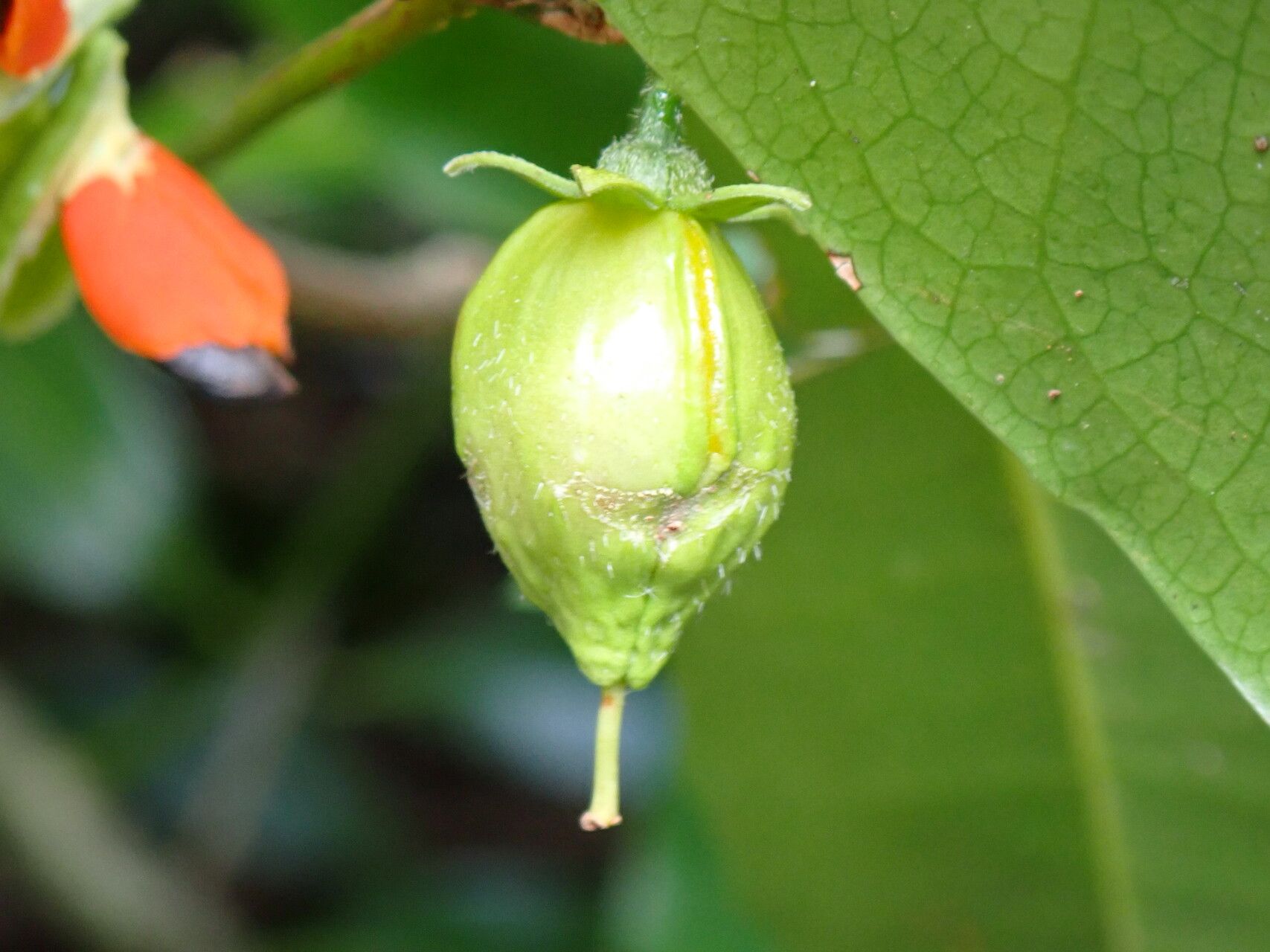 Cassipourea lanceolata fruit