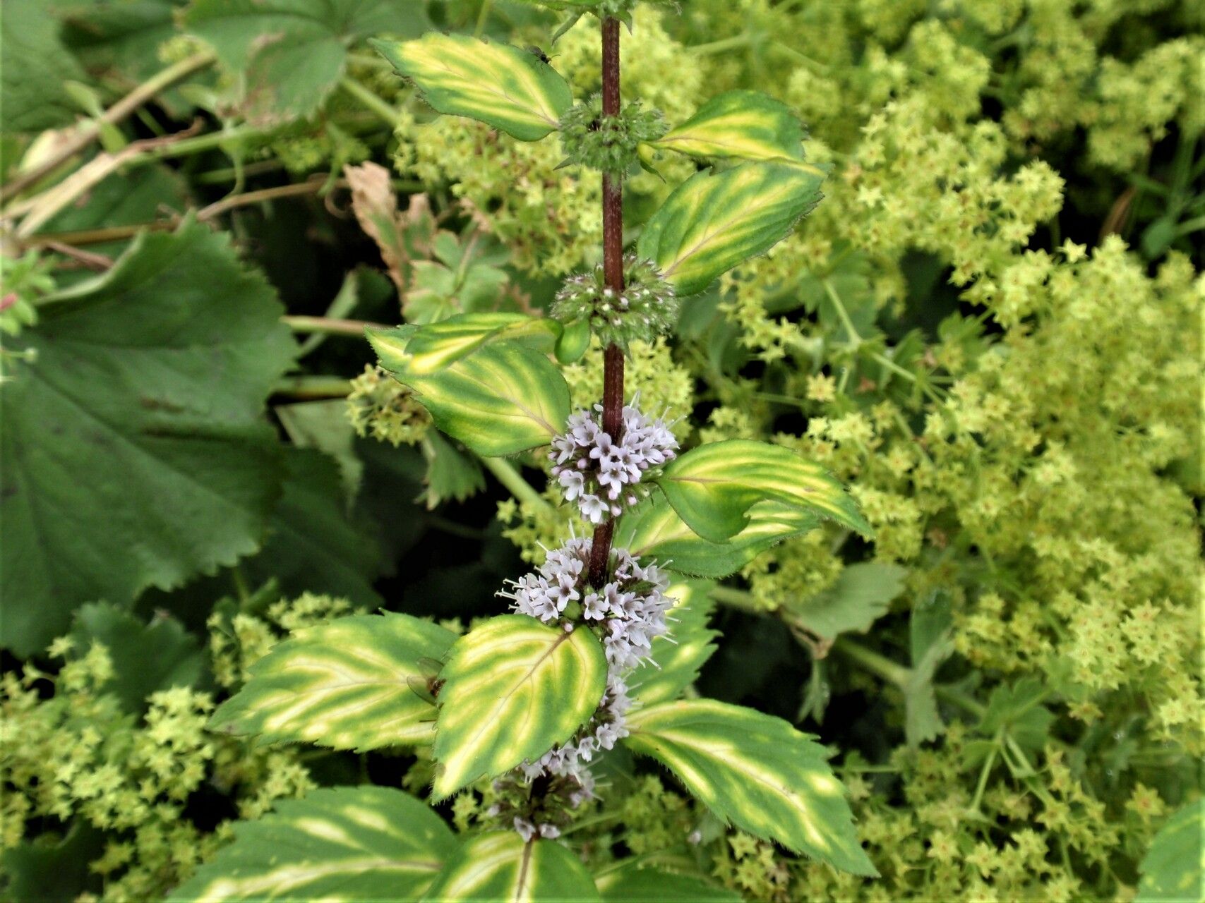 Mentha × verticillata flower