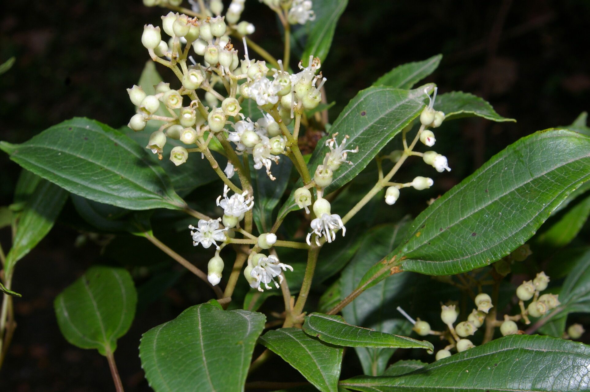 Miconia biperulifera habit