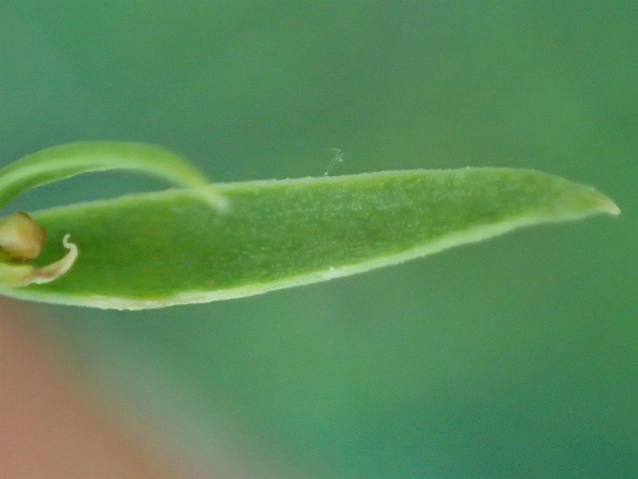 Thesium pyrenaicum — search result for 'Thesium'