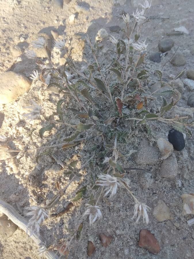 Lepidium davisii — search result for 'Lepidium'