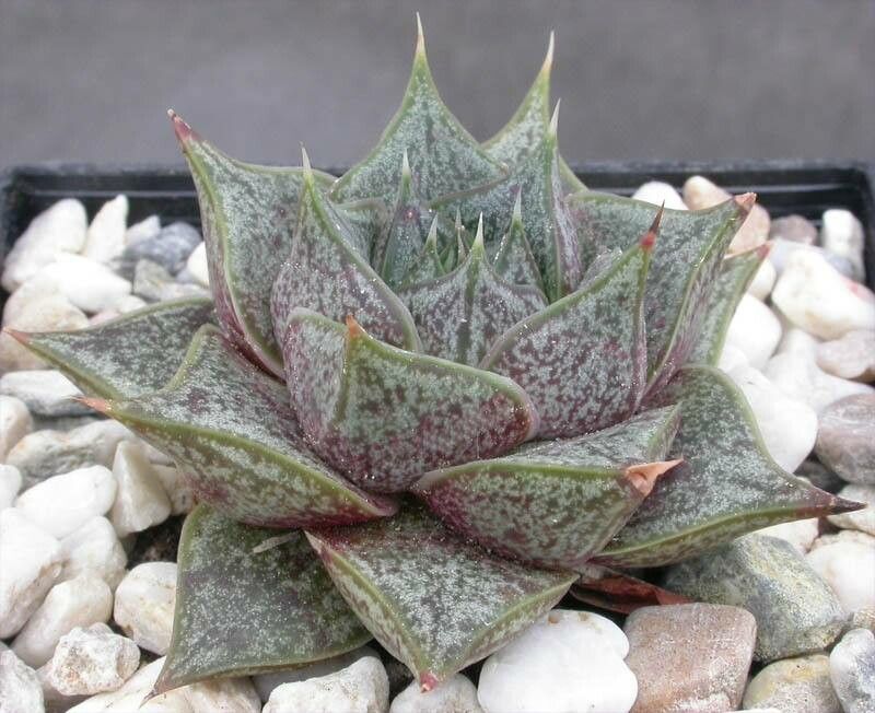 Echeveria purpusiorum leaf
