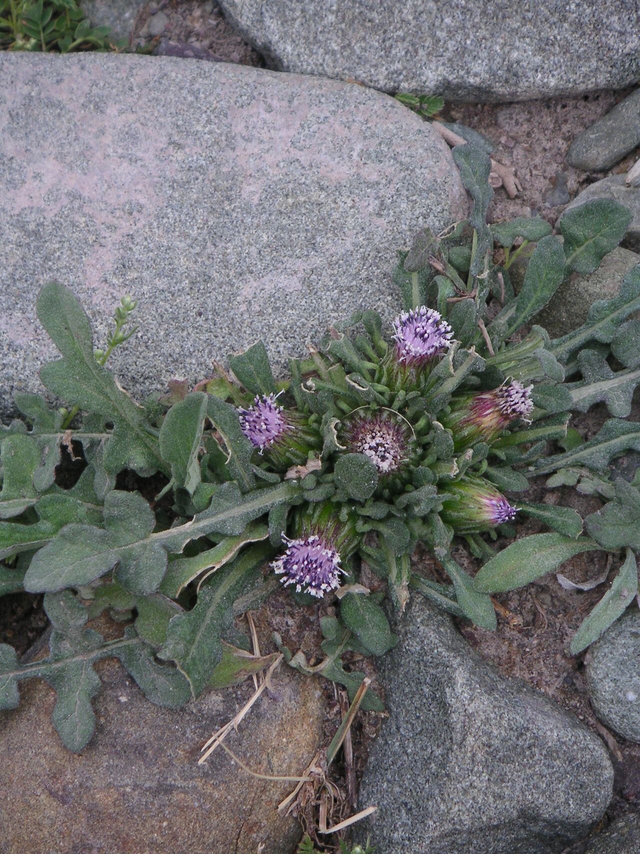 Jurinea ceratocarpa — houseplant care guide