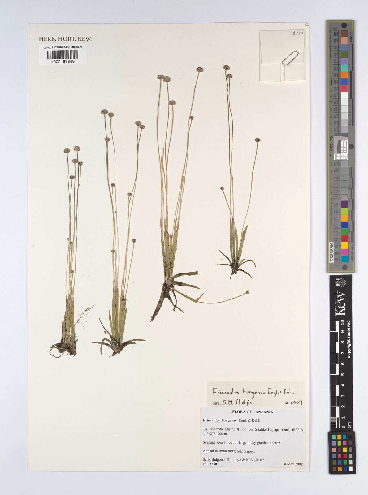 Eriocaulon bongense — houseplant care guide