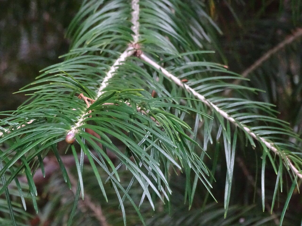 Picea crassifolia — search result for 'Pinaceae'